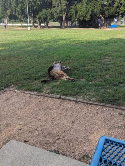 Ft. Woof Dog Park - Fort Worth, TX