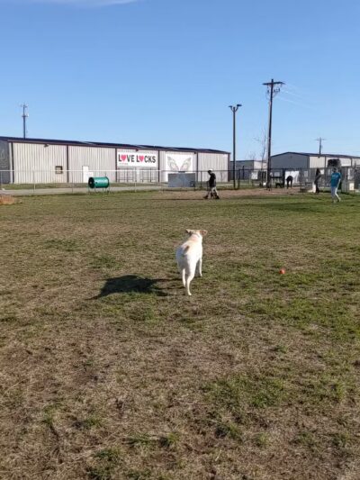 Golden Triangle Dog Park - Fort Worth, TX