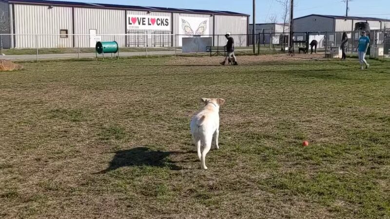 Golden Triangle Dog Park - Fort Worth, TX