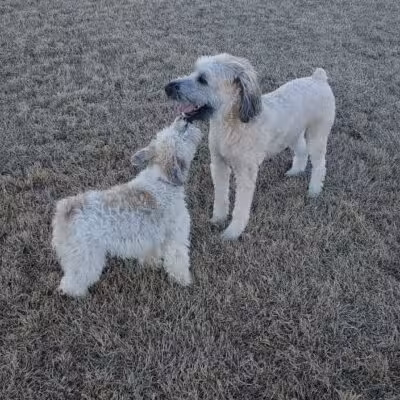 Llano Springs Dog Park - Fort Worth, TX