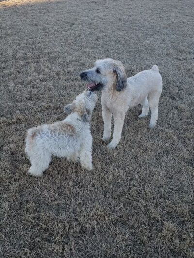 Llano Springs Dog Park - Fort Worth, TX