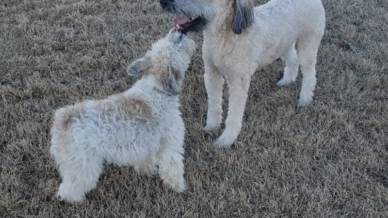 Llano Springs Dog Park - Fort Worth, TX