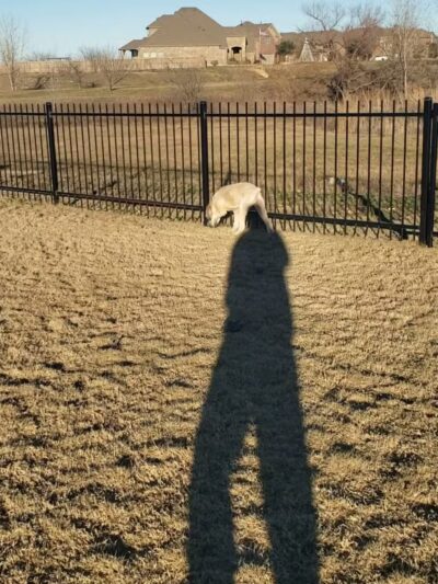 Llano Springs Dog Park - Fort Worth, TX