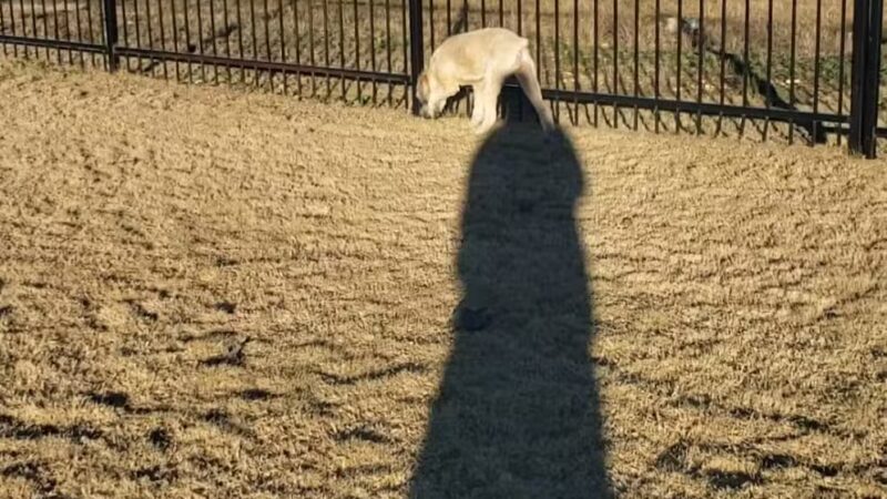 Llano Springs Dog Park - Fort Worth, TX