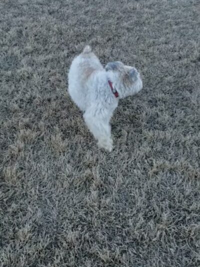 Llano Springs Dog Park - Fort Worth, TX