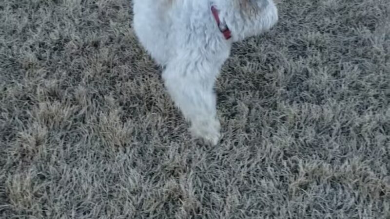 Llano Springs Dog Park - Fort Worth, TX