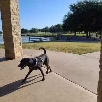 Z Bonz Dog Park - Fort Worth, TX