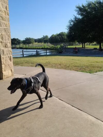 Z Bonz Dog Park - Fort Worth, TX