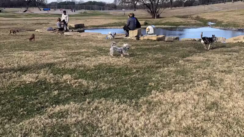 Z Bonz Dog Park - Fort Worth, TX