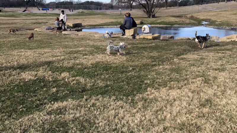 Z Bonz Dog Park - Fort Worth, TX