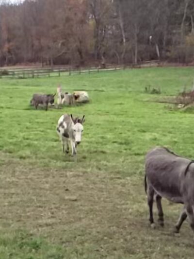 Freeland - Freeland, MD