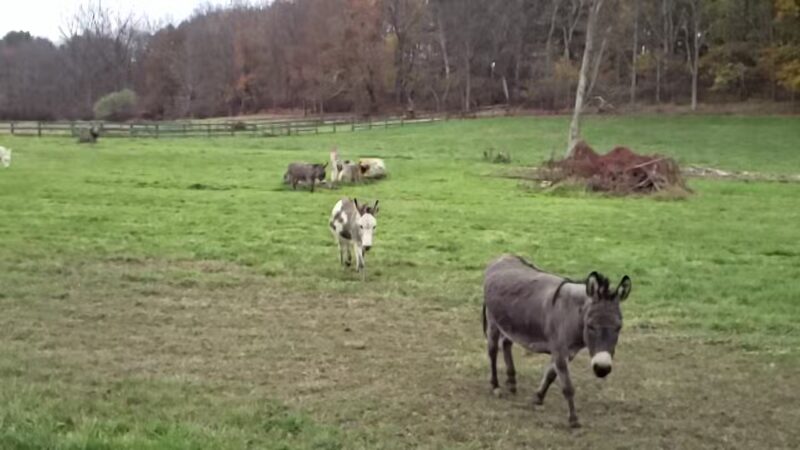 Freeland - Freeland, MD