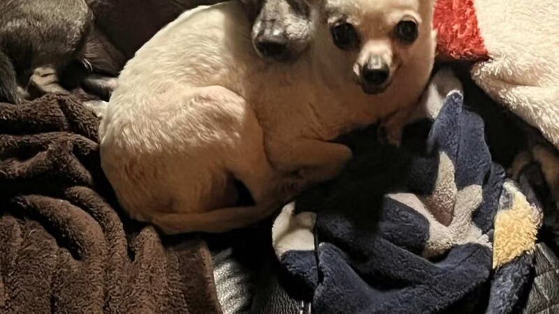 Prettyboy Veterinary Hospital - Freeland, MD