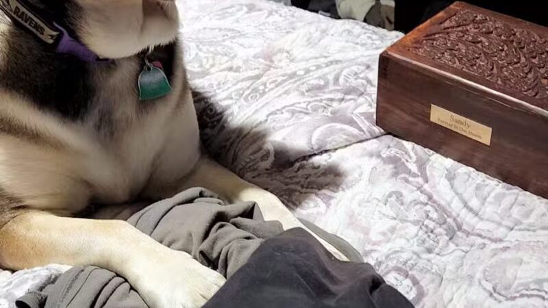 Prettyboy Veterinary Hospital - Freeland, MD