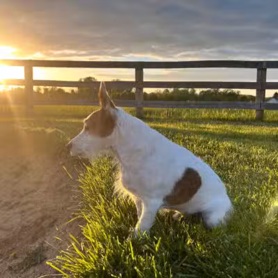 Prettyboy Veterinary Hospital - Freeland, MD