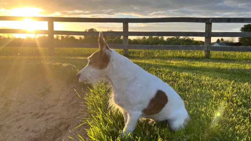 Prettyboy Veterinary Hospital - Freeland, MD