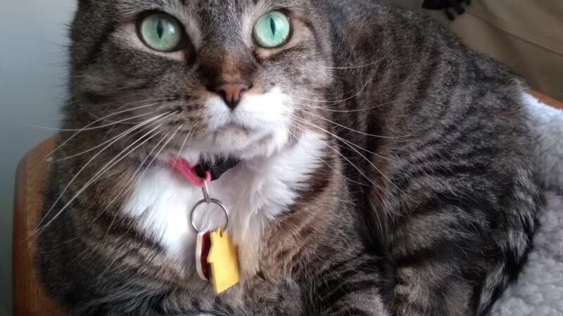 Prettyboy Veterinary Hospital - Freeland, MD