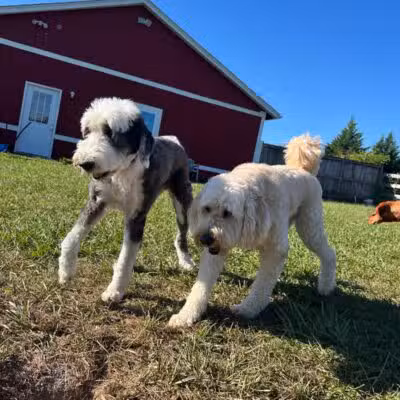 Dog's Day Farm: Cage-Free Premium Retreat - Gaithersburg, MD