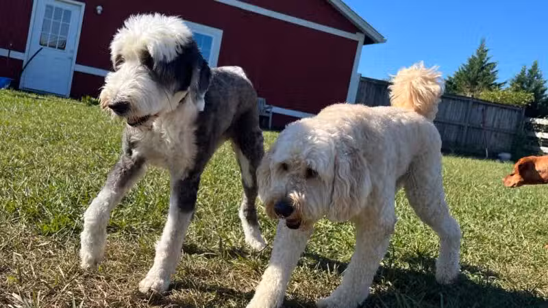 Dog's Day Farm: Cage-Free Premium Retreat - Gaithersburg, MD