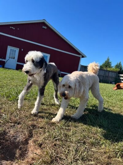 Dog's Day Farm: Cage-Free Premium Retreat - Gaithersburg, MD