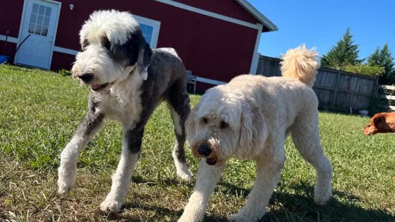 Dog's Day Farm: Cage-Free Premium Retreat - Gaithersburg, MD