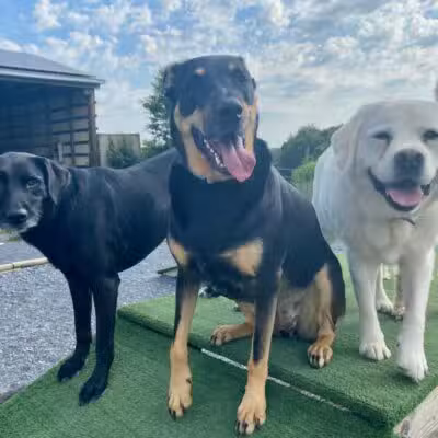 Dog's Day Farm: Cage-Free Premium Retreat - Gaithersburg, MD