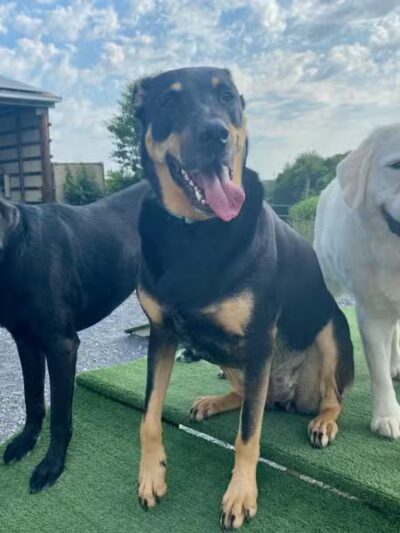 Dog's Day Farm: Cage-Free Premium Retreat - Gaithersburg, MD