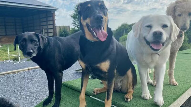 Dog's Day Farm: Cage-Free Premium Retreat - Gaithersburg, MD