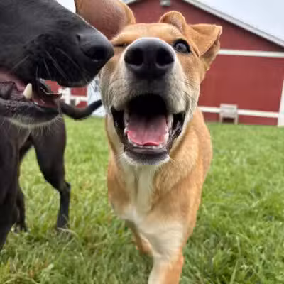 Dog's Day Farm: Cage-Free Premium Retreat - Gaithersburg, MD