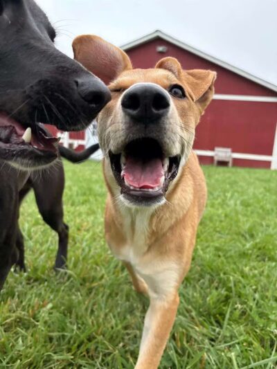 Dog's Day Farm: Cage-Free Premium Retreat - Gaithersburg, MD