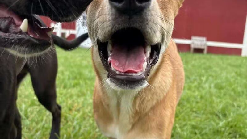 Dog's Day Farm: Cage-Free Premium Retreat - Gaithersburg, MD