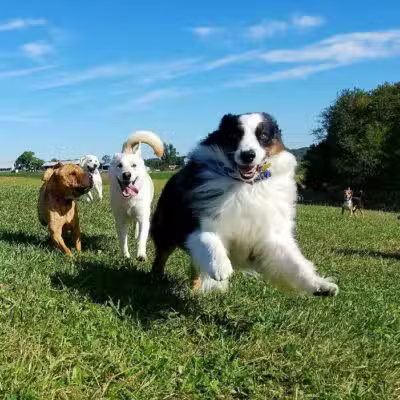 Dog's Day Farm: Cage-Free Premium Retreat - Gaithersburg, MD