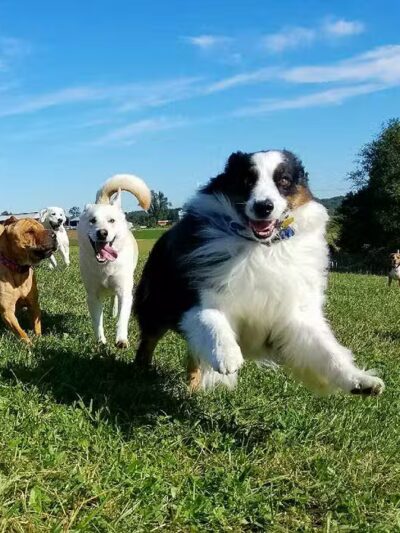 Dog's Day Farm: Cage-Free Premium Retreat - Gaithersburg, MD