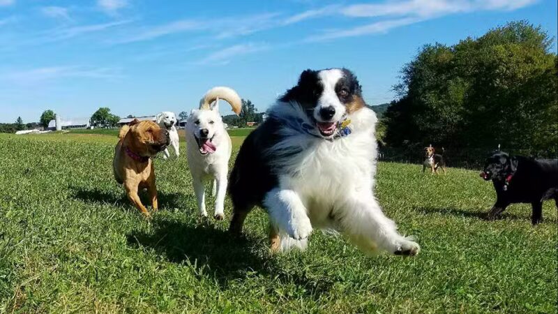 Dog's Day Farm: Cage-Free Premium Retreat - Gaithersburg, MD