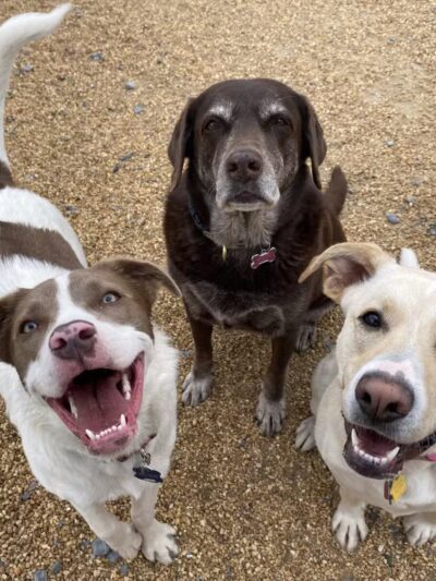 Dog's Day Farm: Cage-Free Premium Retreat - Gaithersburg, MD