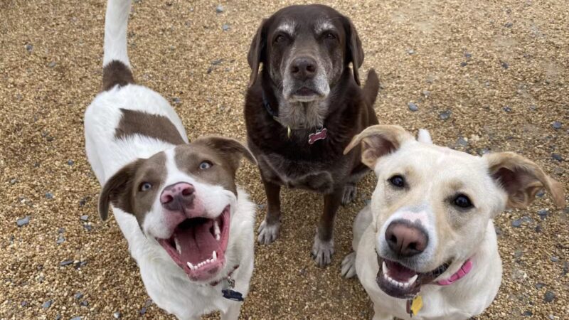 Dog's Day Farm: Cage-Free Premium Retreat - Gaithersburg, MD