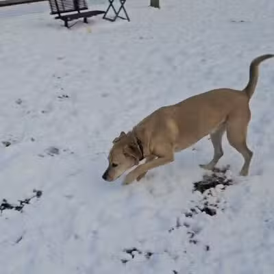 Creekside Village Dog Park - Glen Burnie, MD