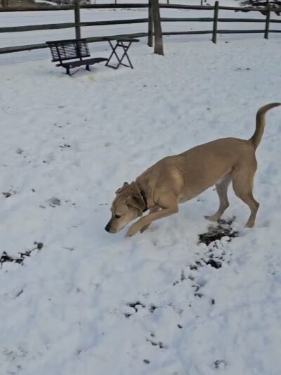 Creekside Village Dog Park - Glen Burnie, MD