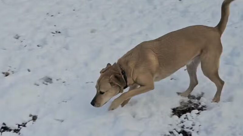 Creekside Village Dog Park - Glen Burnie, MD