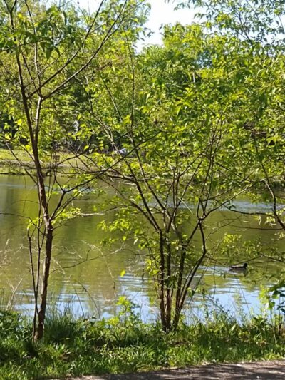 Glen Rock Duck Pond - Glen Rock, NJ