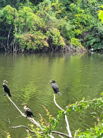 Saddle River Park Waterfall - Glen Rock, NJ