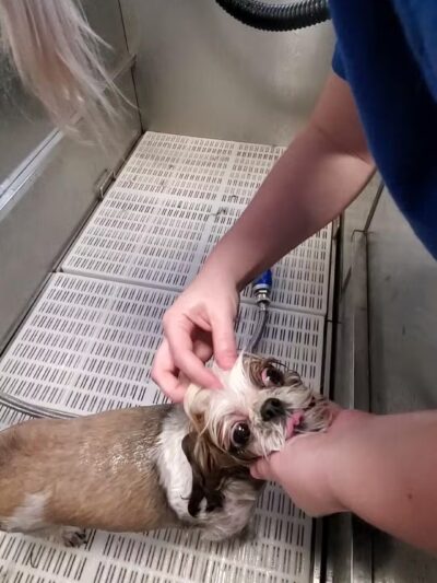 Farmhouse Kennels Boarding and Grooming - Glen Rose, TX