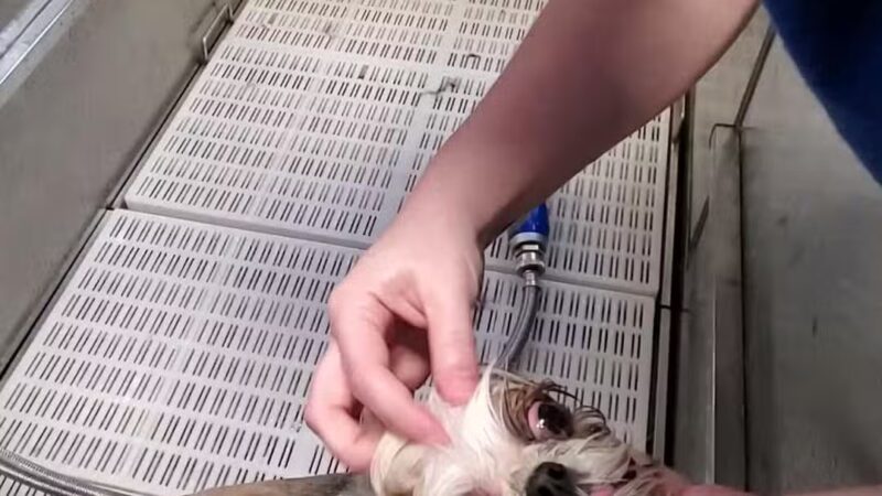 Farmhouse Kennels Boarding and Grooming - Glen Rose, TX