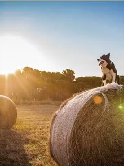Farmhouse Kennels Boarding and Grooming - Glen Rose, TX