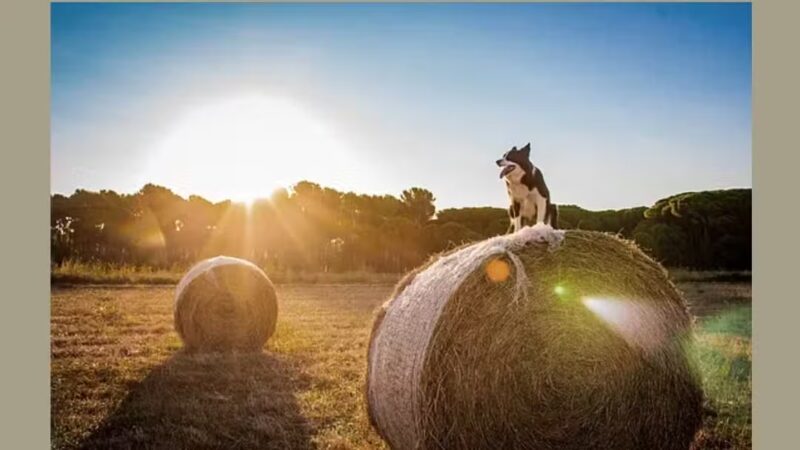Farmhouse Kennels Boarding and Grooming - Glen Rose, TX