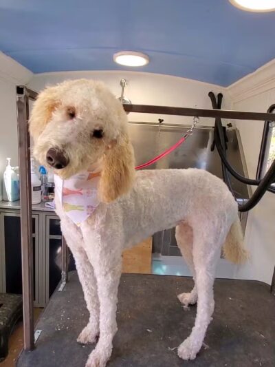 Farmhouse Kennels Boarding and Grooming - Glen Rose, TX