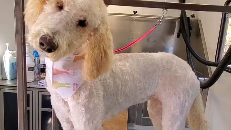 Farmhouse Kennels Boarding and Grooming - Glen Rose, TX