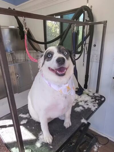 Farmhouse Kennels Boarding and Grooming - Glen Rose, TX