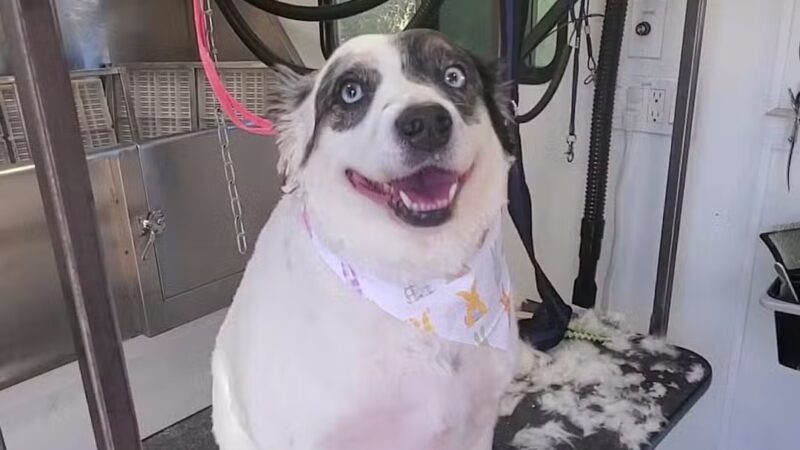 Farmhouse Kennels Boarding and Grooming - Glen Rose, TX