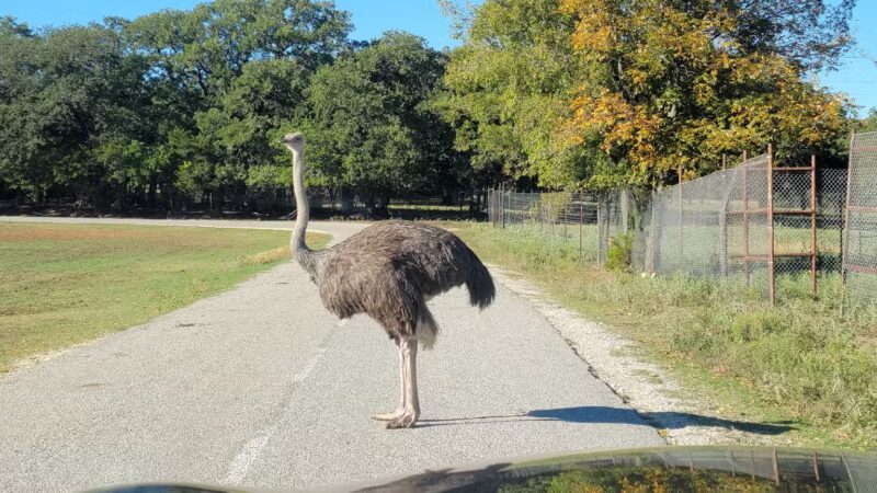 Fossil Rim Wildlife Center - Glen Rose, TX